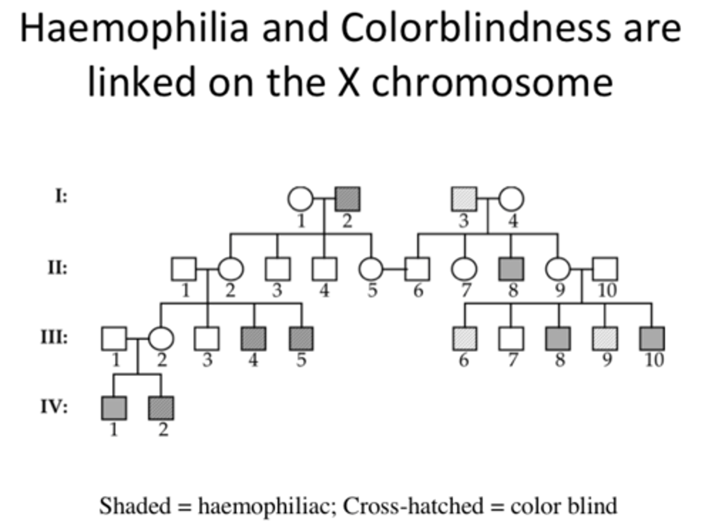 <p>examples of sex-linked traits</p>