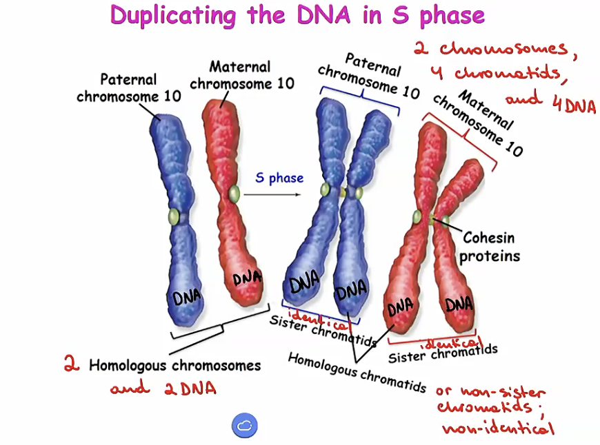 <ul><li><p>During S phase, the cell <strong>replicates its DNA</strong> in preparation for cell division.</p></li><li><p>You start with <strong>2 chromosomes</strong> (one maternal, one paternal), and each chromosome has <strong>1 chromatid and 1 DNA molecule</strong>.</p></li><li><p>At the end of S phase, you still have <strong>2 chromosomes</strong>, but now each chromosome has <strong>2 sister chromatids</strong> held together by cohesion proteins.</p></li><li><p>Each chromatid has its own DNA, so after S phase each chromosome contains <strong>2 DNA molecules</strong>.</p></li></ul><p><strong>Key point:</strong><br><strong>Chromatids double, but the chromosome number stays the same.</strong></p>