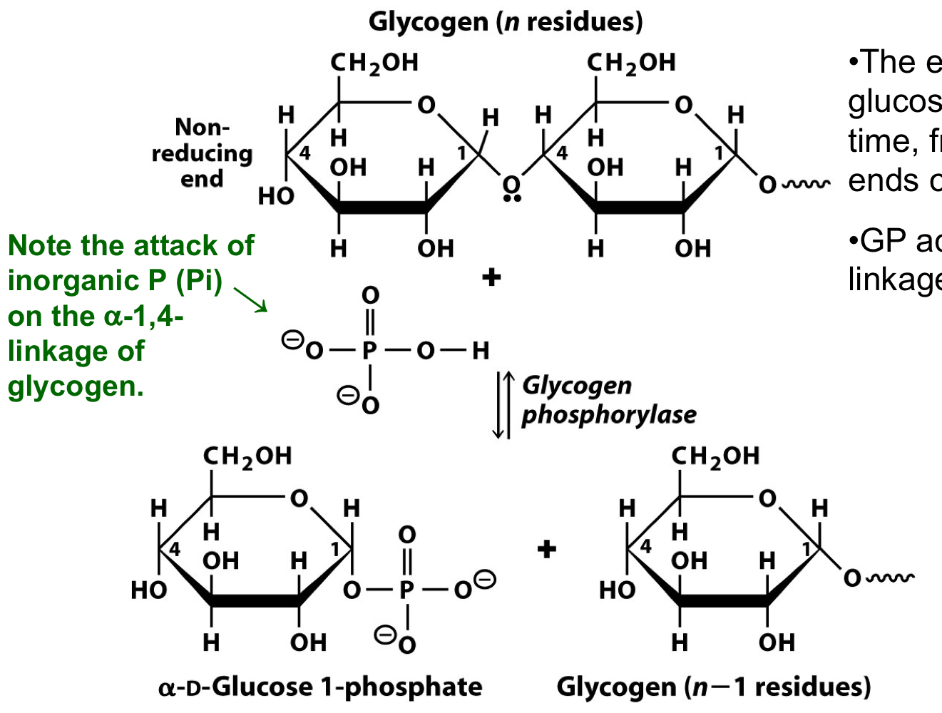 removes glucose resides one at a time from the nonreducing ends of glycogen

only acts on α-1-4 linkages of glycogen

glycogen breakdown yields glucose 1-phosphate, which can be converted to glucose 6-phosphate for metabolism via glycolysis and the citric acid cycle