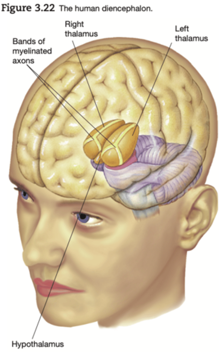 <p>composed of two structures: the thalamus and the hypothalamus</p>