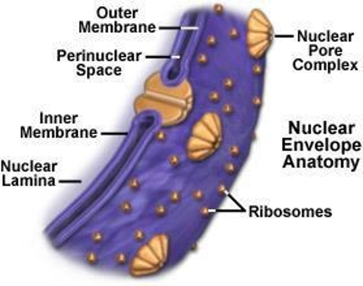 <p>The nuclear envelope consists of inner and outer membranes joined at nuclear pore complexes (NPCs).</p>