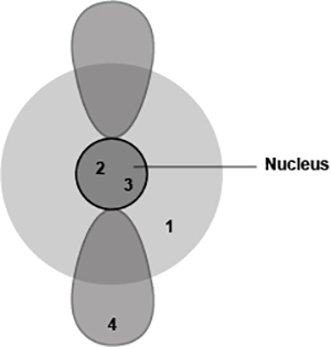 <p>The diagram shows four different locations in an atom.</p><p>Which locations are likely to have subatomic particles with the least mass? (3 points)</p><ol><li><p>1 and 2</p></li><li><p>2 and 3</p></li><li><p>1 and 4</p></li><li><p>3 and 4</p></li></ol><p></p>