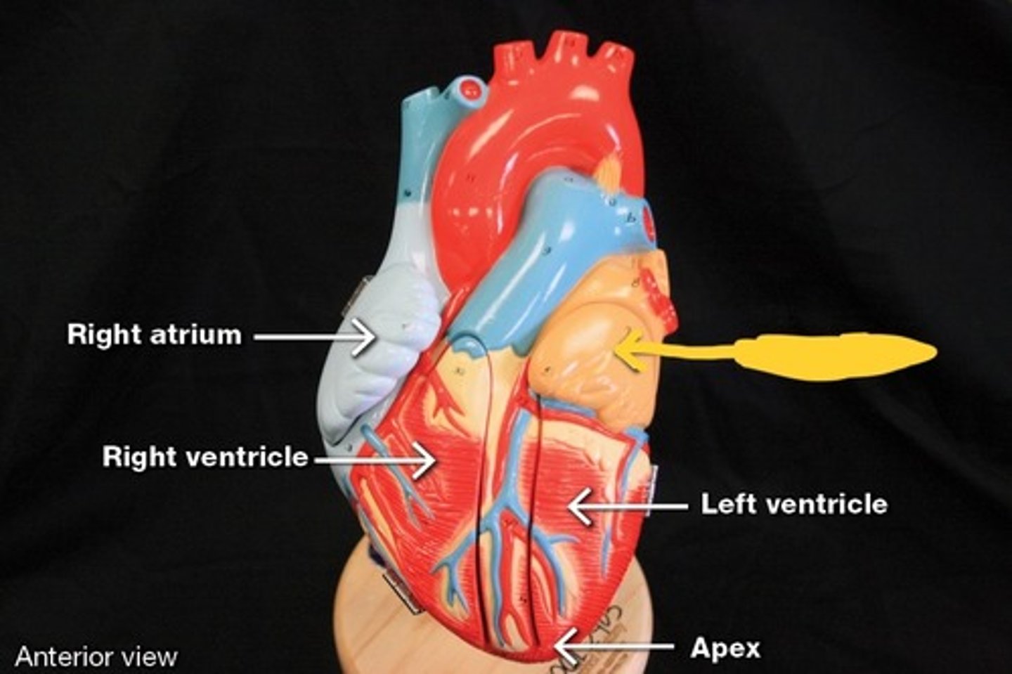 <p>Chambers of heart,</p>