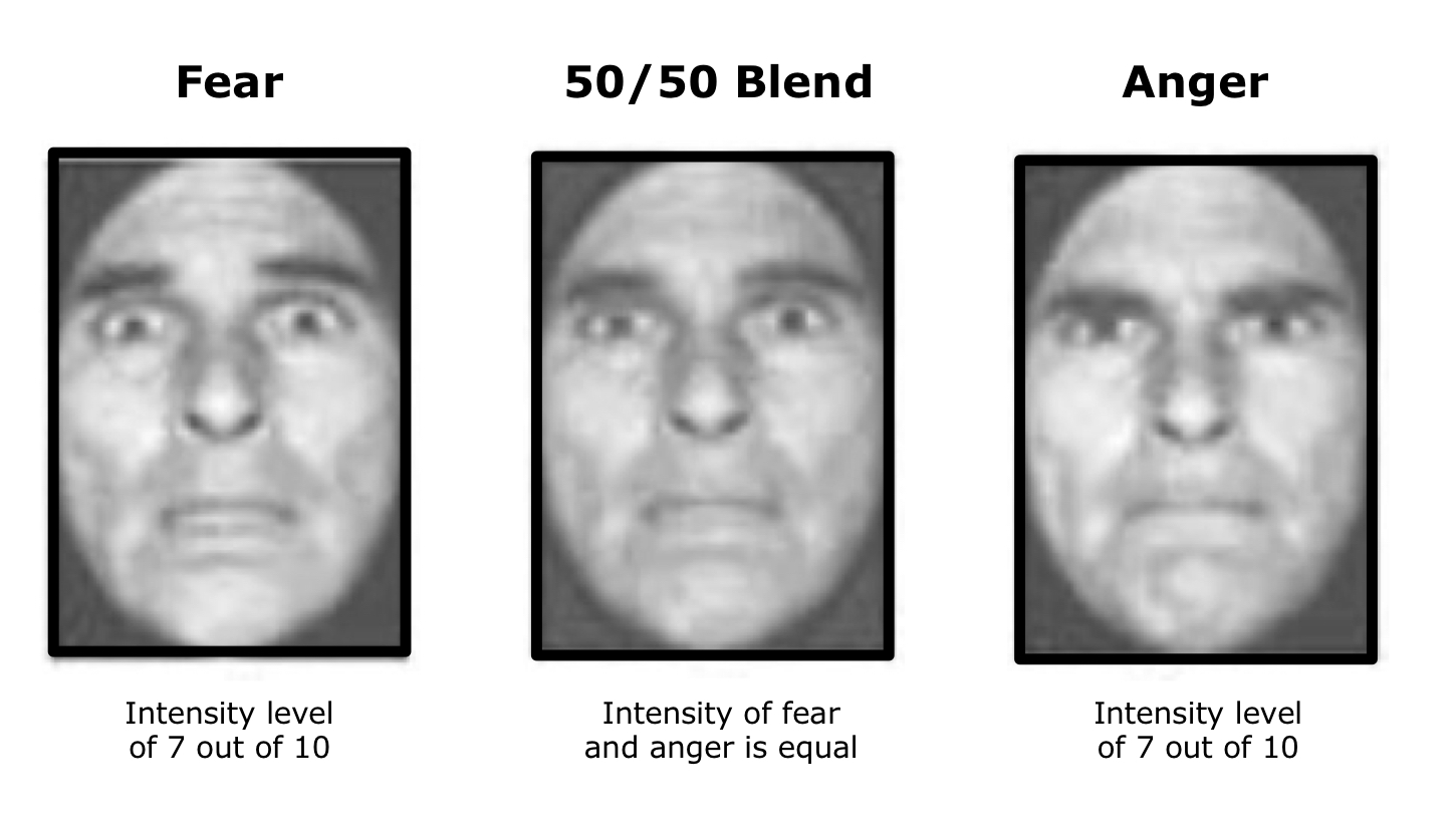 <ol><li><p>intensity of <strong>approach-oriented emotions</strong> (joy, anger) attributed to <strong>direct gazes</strong>, intensity of <strong>avoidance-oriented</strong> (sadness, fear) emotions attributed to <strong>averted gazes</strong> - gaze important influence</p></li><li><p><strong>anger/fear blends</strong> with <strong>direct gaze </strong>equally likely to be labeled as fearful/angry, while for the same blend with <strong>averted gaze</strong>, <strong>fear labelling</strong> is much more intense - f<strong>ear must be physically more intens</strong>e than anger expressions</p></li><li><p>direct gaze enhanced perceived intensity of joy and anger, averted gaze enhances perceived intensity of fear and sadness</p></li></ol><p></p><p>gaze influencing emotion perception actually depends on specific type of emotion in question - for some emotions, averted gaze enhances perception of the emotion and removes ambiguity</p><p></p>