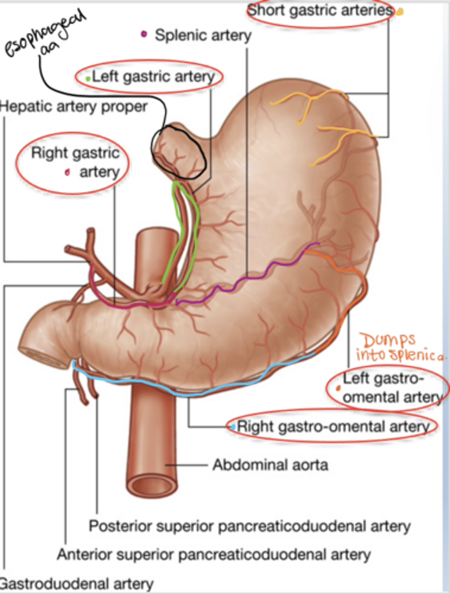 <p>Left and right gastric arteries along the lesser curvature, left and right gastroepiploic arteries along the greater curvature, plus short gastric arteries.</p>