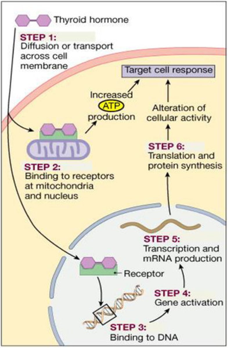 <p>- Thyroid hormone acts differently as it can cross the plasma</p><p>membrane via diffusion or a transport protein</p><p>- It binds to intracellular (cytoplasmic) receptors which triggers</p><p>transcription and mRNA production</p><p>- OR it binds to receptors at the mitochondria which increases ATP</p>