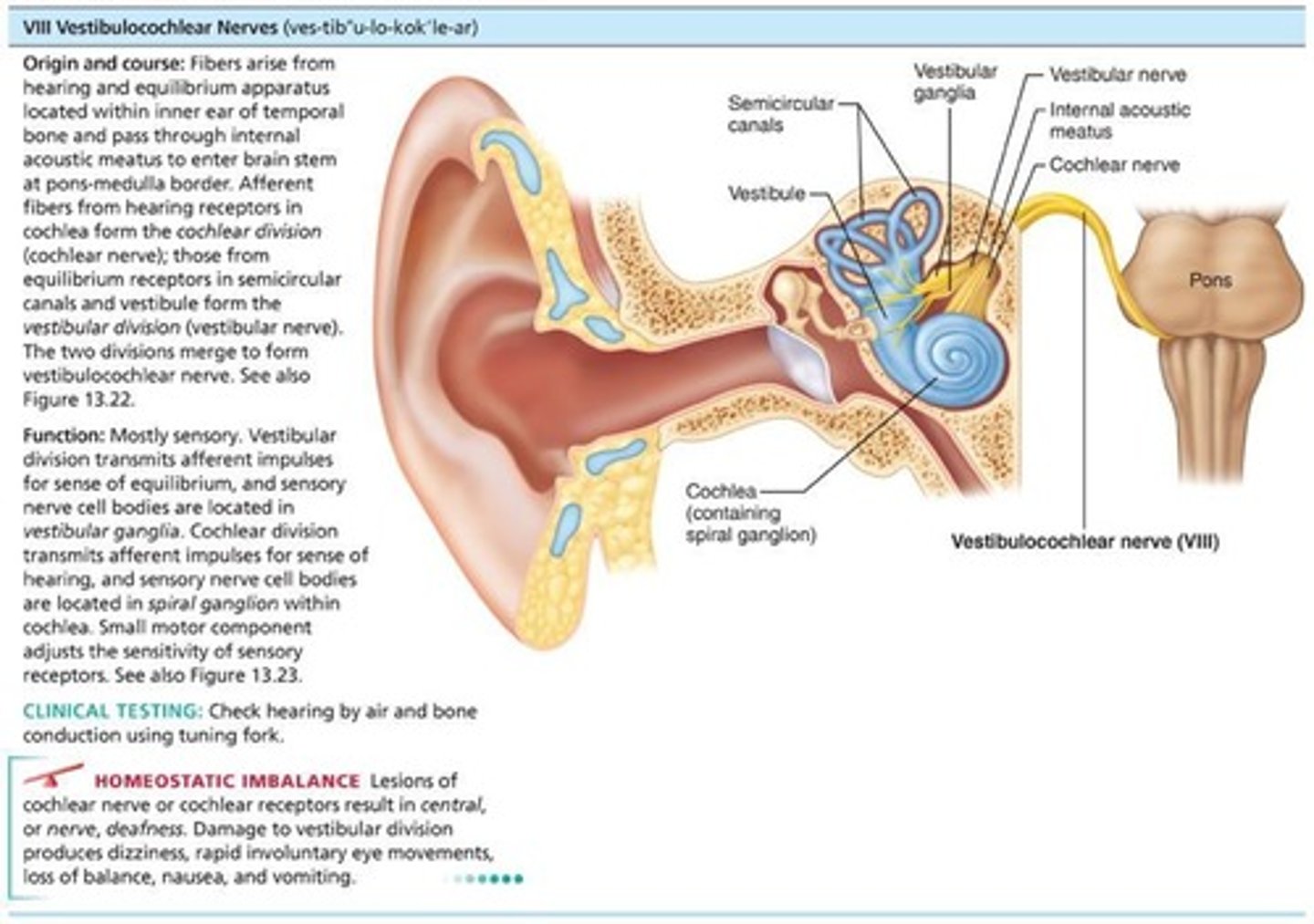 <p>Afferent fibers from hearing receptors (cochlear division) and equilibrium receptors (vestibular division) pass from inner ear through internal acoustic meatuses and enter brain stem at pons-medulla border. Mostly sensory function; small motor component for adjustment of sensitivity of receptors. Formerly auditory nerve.</p>