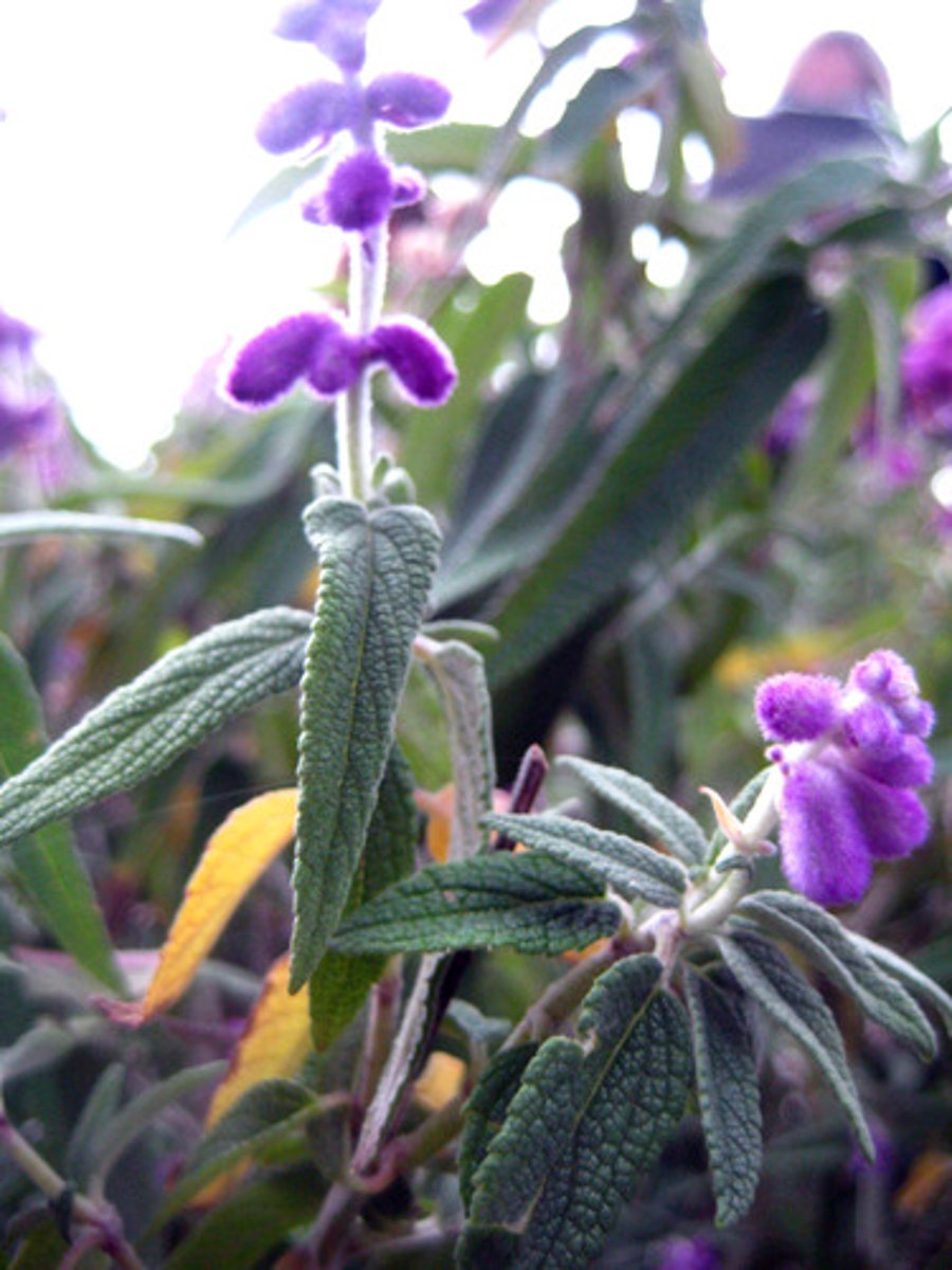 <p>mexican bush sage</p>