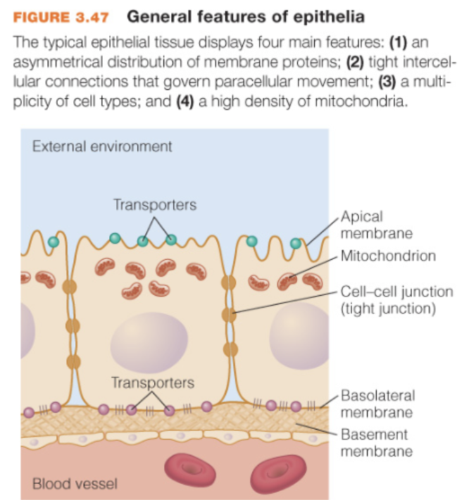 <p>1) have asymmetrically distributed transporters (apical side and basolateral side)</p><p>2) are interconnected by protein linkages (tight junctions, leaky junctions, leaky tight junctions)</p><p>3) high lvl of cell type diversity — even w/in same tissue</p><p>4) abundant mitochondria</p>