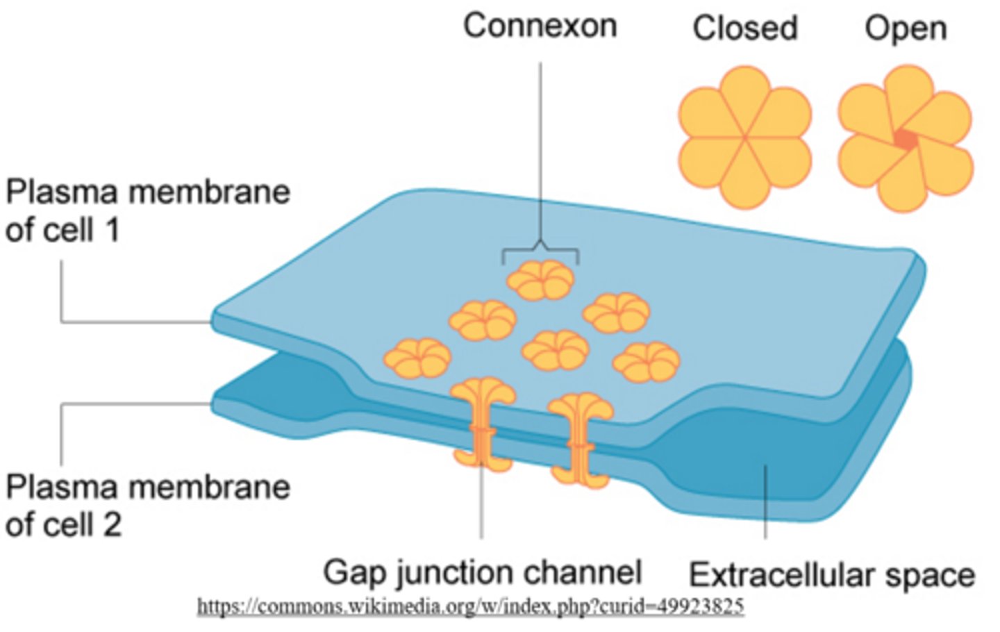 <p>molecule/ion</p>