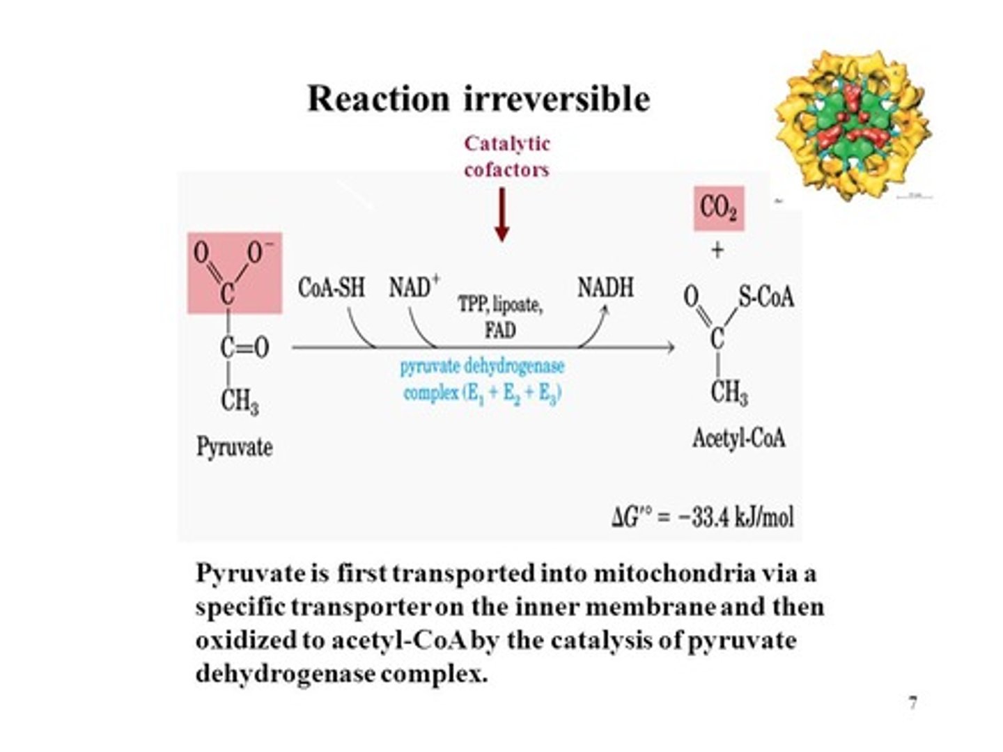 <p>False. Fatty acids can be converted into acetyl-CoA, and used to make ATP via the Kreb's Cycle and ETC, but acetyl-CoA cannot be converted back into pyruvate. For this reason, fatty acids are not able to contribute to gluconeogenesis.</p><p>Struggling to memorize the metabolic pathways (such as glycolysis and beta-oxidation)? Learn them like the back of your hand using Andrew's Metabolic Pathways Mastery Course @ https://mcatselfprep.com/course/andrews-metabolic-pathways-mastery-course/</p>