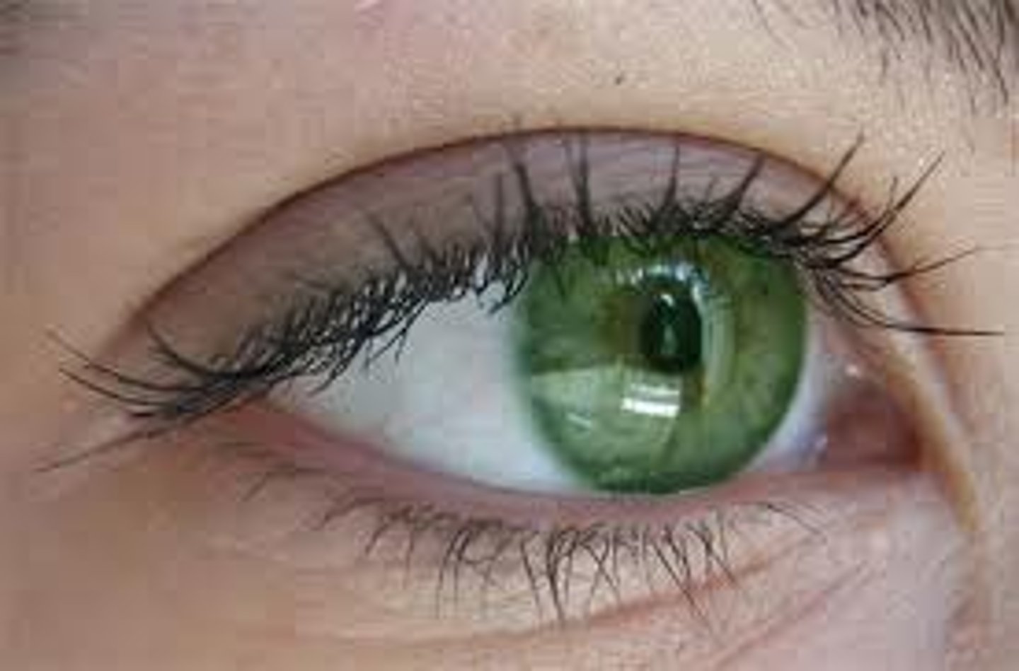 <p>eyes</p>