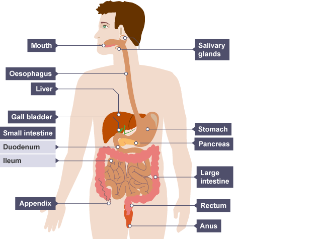 <p>Mouth, oesophagus, stomach, small intestine, large intestine, rectum, anus</p>