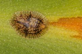 <p>Look the same as adults</p>