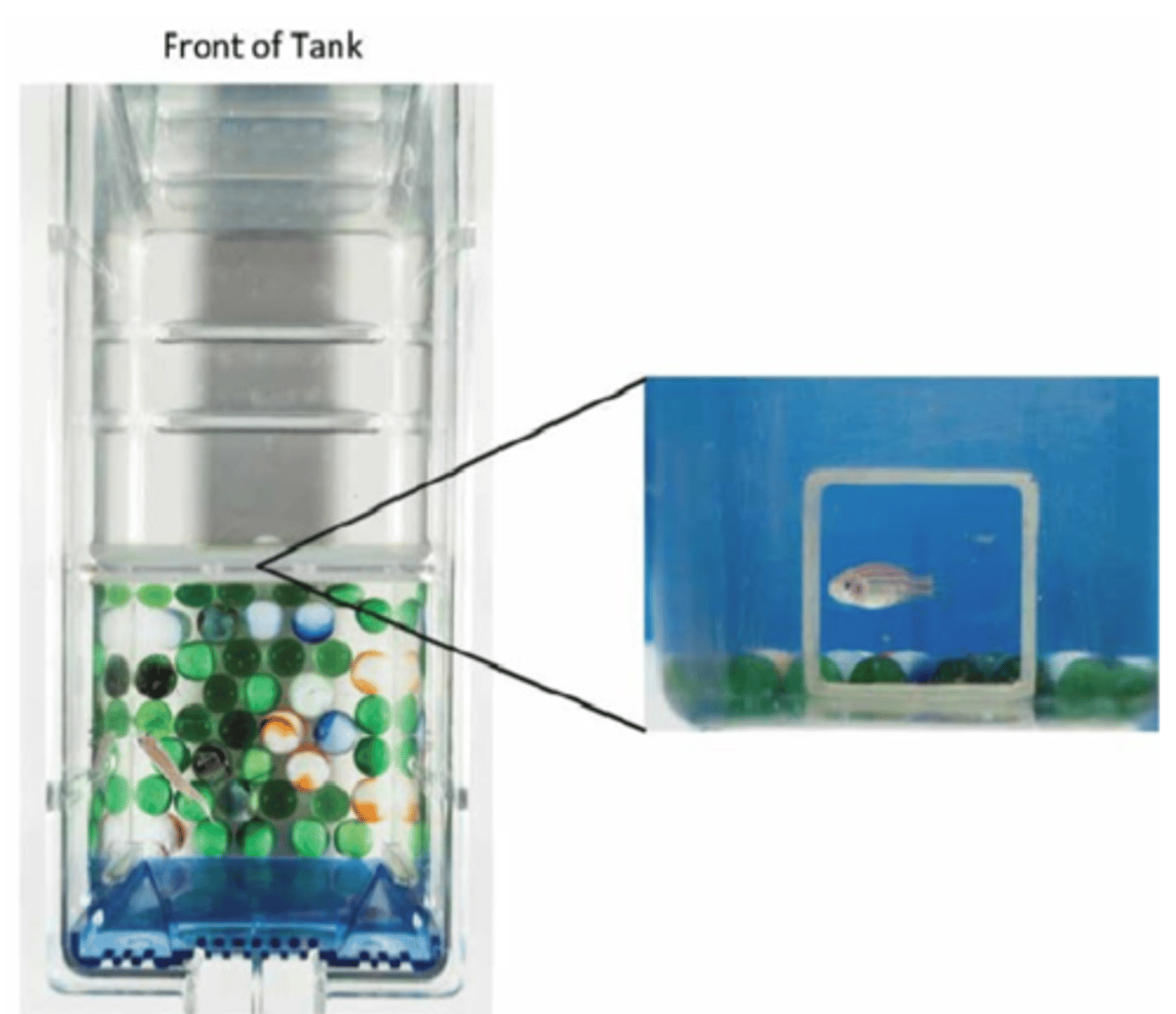 <p>The picture included depicts a type of environmental enrichment for zebrafish (𝘋𝘢𝘯𝘪𝘰 𝘳𝘦𝘳𝘪𝘰). Which of the following is an abnormal behavior of zebrafish which could be addressed using enrichment methods such as this?</p><p>A. Bottom dwelling</p><p>B. Shoaling</p><p>C. Occupying the entire water column</p><p>D. Infrequent aggression</p>