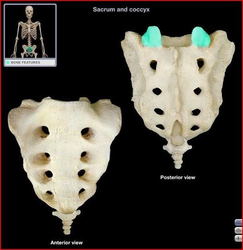 <p>2 bones that sticks out on the upper (base) side of the sacrum, articulates with the inferior articular facets of L5, connecting the lumbar spine to the sacrum</p>