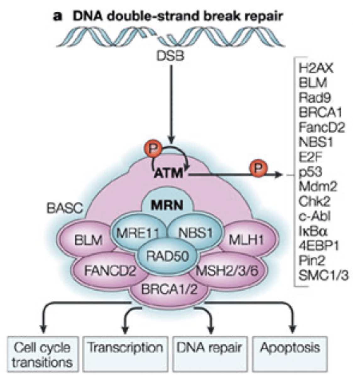 <p>•Many mutations found throughout BRCA1 result in a truncated non-functional protein.<br>•<br>•185delAG mutant produces 39 amino acid protein lacking all known functional domains</p>