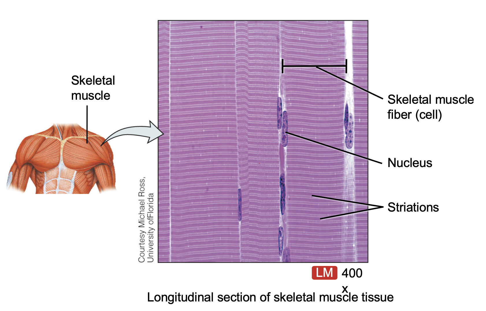 <p>Multi-nucleated</p><p>Striated</p><p>Voluntary</p>