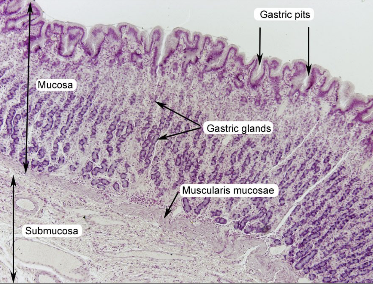 <p>Gastric Pits</p>