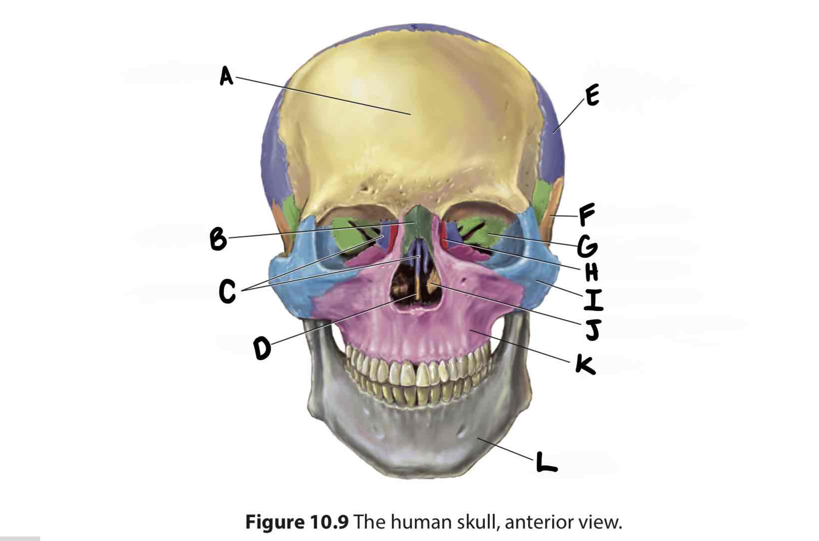 <p>What is the cranial/facial bone labeled C?</p>