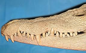 <ul><li><p><span><span>Haplodont teeth are </span></span><strong><mark data-color="rgba(0, 0, 0, 0)" style="background-color: rgba(0, 0, 0, 0); color: inherit;">the simplest form of tooth, characterized by a single, conical crown lacking ridges, cusps, or tubercles</mark></strong><span><span>. </span></span></p></li><li><p><span><span>Found commonly in reptiles, amphibians, and some marine mammals, these teeth are designed for prehension (grasping) or combat rather than chewing</span></span></p></li></ul><p></p>