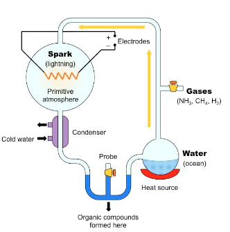 <p>tested Oparin and Haldane’s hypothesis by recreating the conditions of the early Earth inside glass tubes</p>