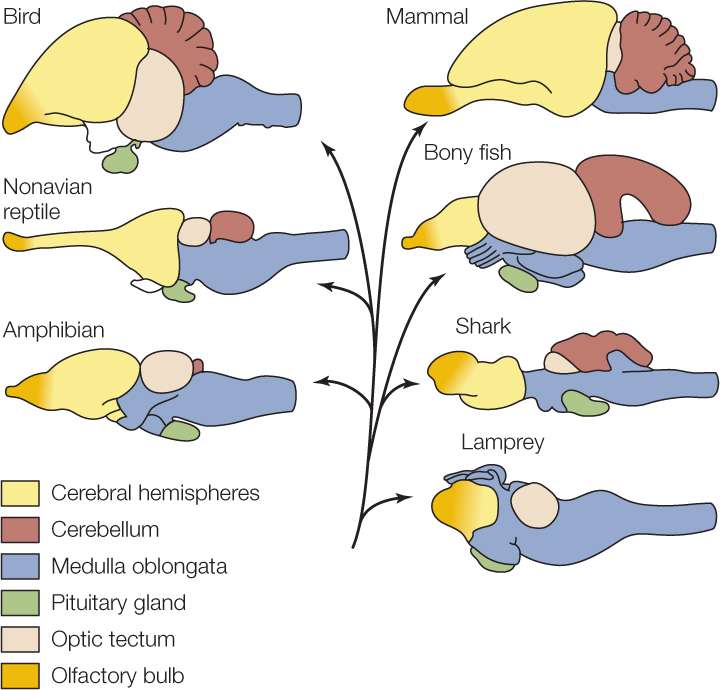 <p><strong>Lamprey:</strong> no cerebellum, shortest cerebral hemispheres/olfactory region</p><p><strong>Shark:</strong> midsized cerebellum that partially covers optic tectum</p><p><strong>Amphibian:</strong> smallest cerebellum</p><p><strong>Bony fish:</strong> gap between cerebellum and medulla, largest optic tectum</p><p><strong>Nonavian reptile:</strong> longest cerebral hemispheres/olfactory region</p><p><strong>Bird:</strong> Foldy cerebellum, more visible pituitary </p><p><strong>Mammal: </strong>Even more foldy cerebellum</p><p></p>