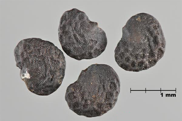 Datura stramonium
