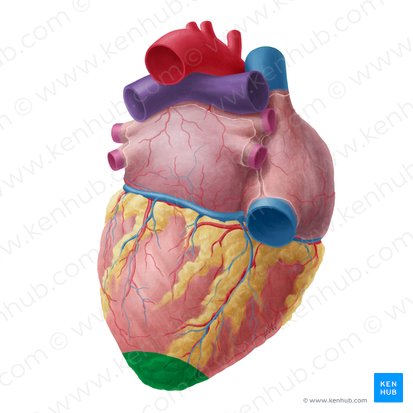 <p>What part of the heart is highlighted?</p>