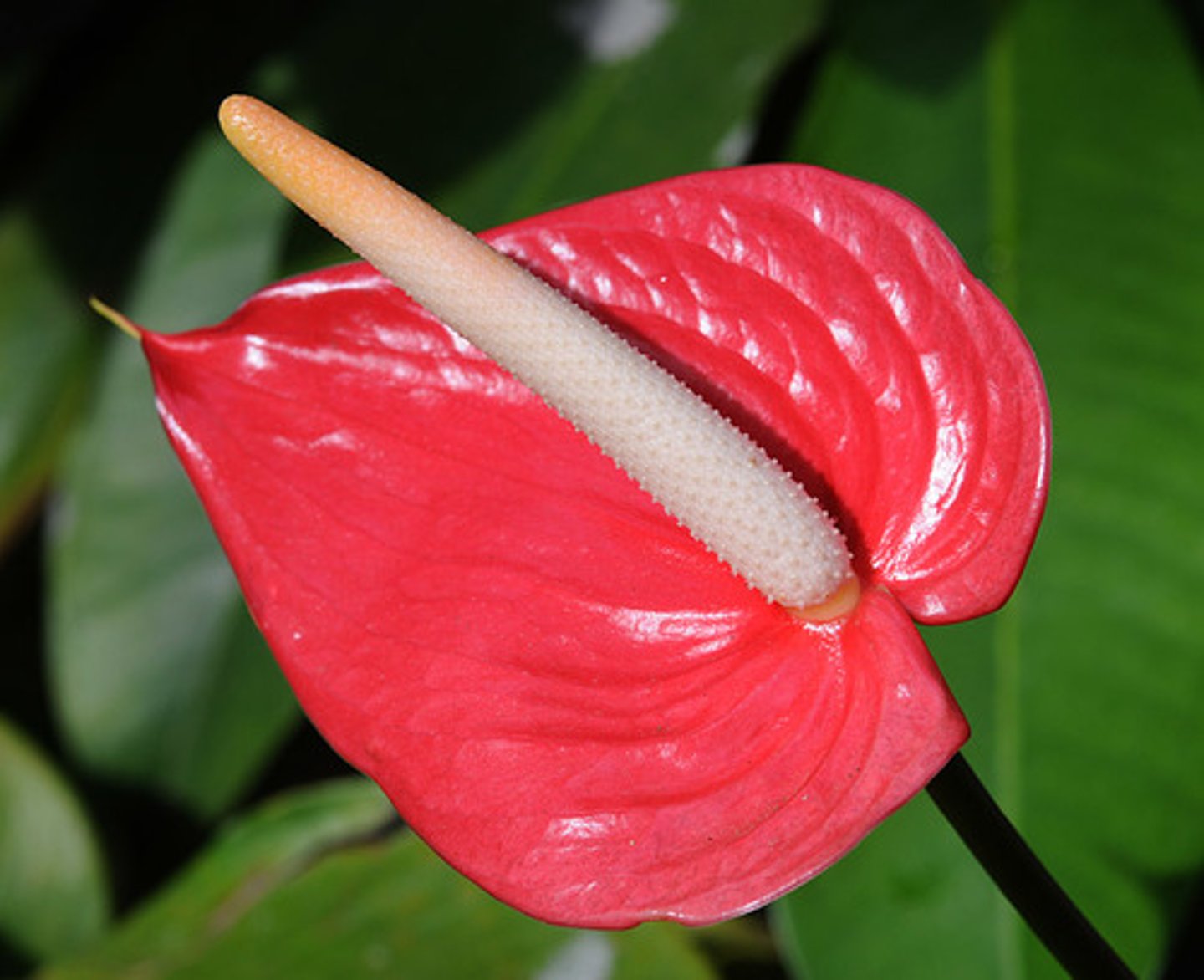 <p>what type of leaf is this called?</p>