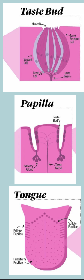 <p>Many taste cells group together to form an ONON-LIKE structure also known as TASTE BUD&nbsp;</p>