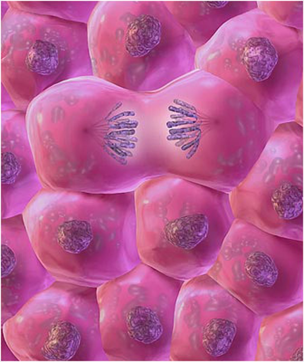 <p>The third statement of The Cell Theory. This is based on Rudolf Virchow's observation of living cells reproducing.</p>