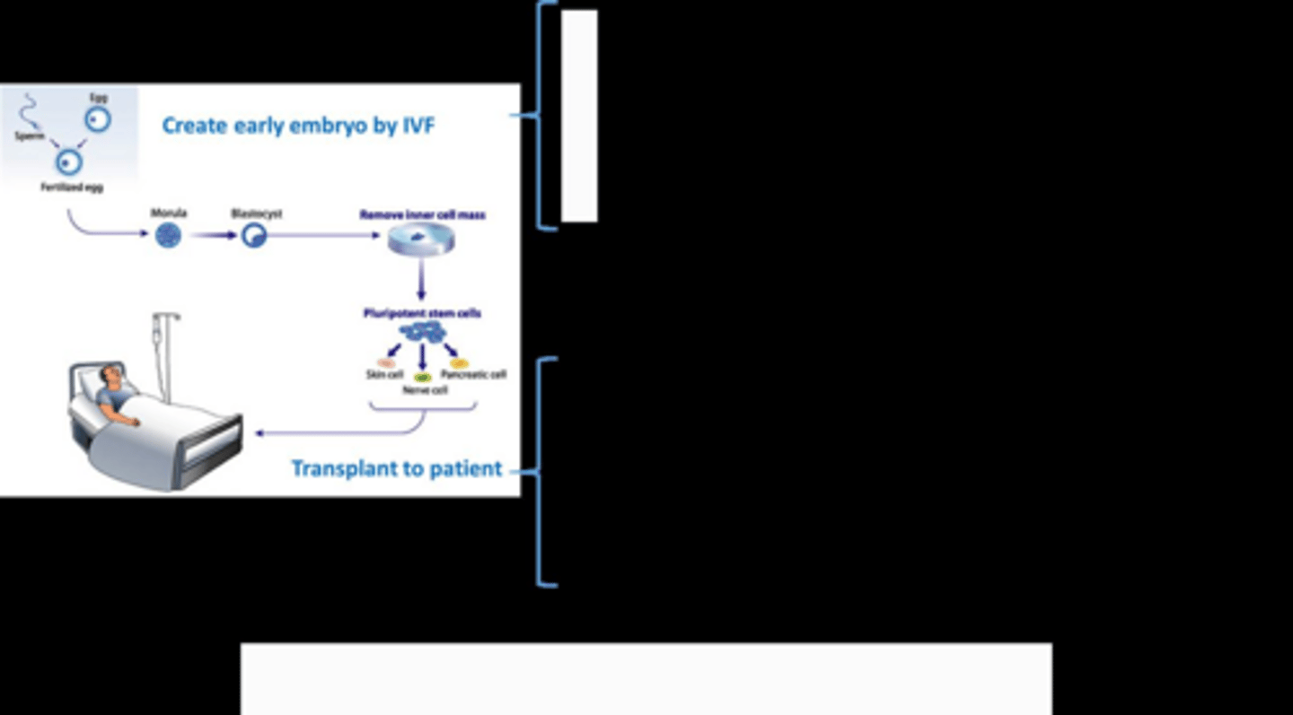 <p>They grow indefinitely in vitro and can be differentiated into any cell type by adding specific signaling molecules.</p><p></p>