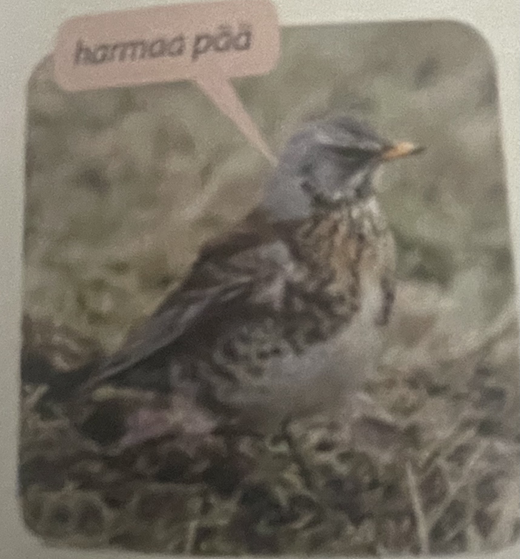 <p>mikä eläin</p>