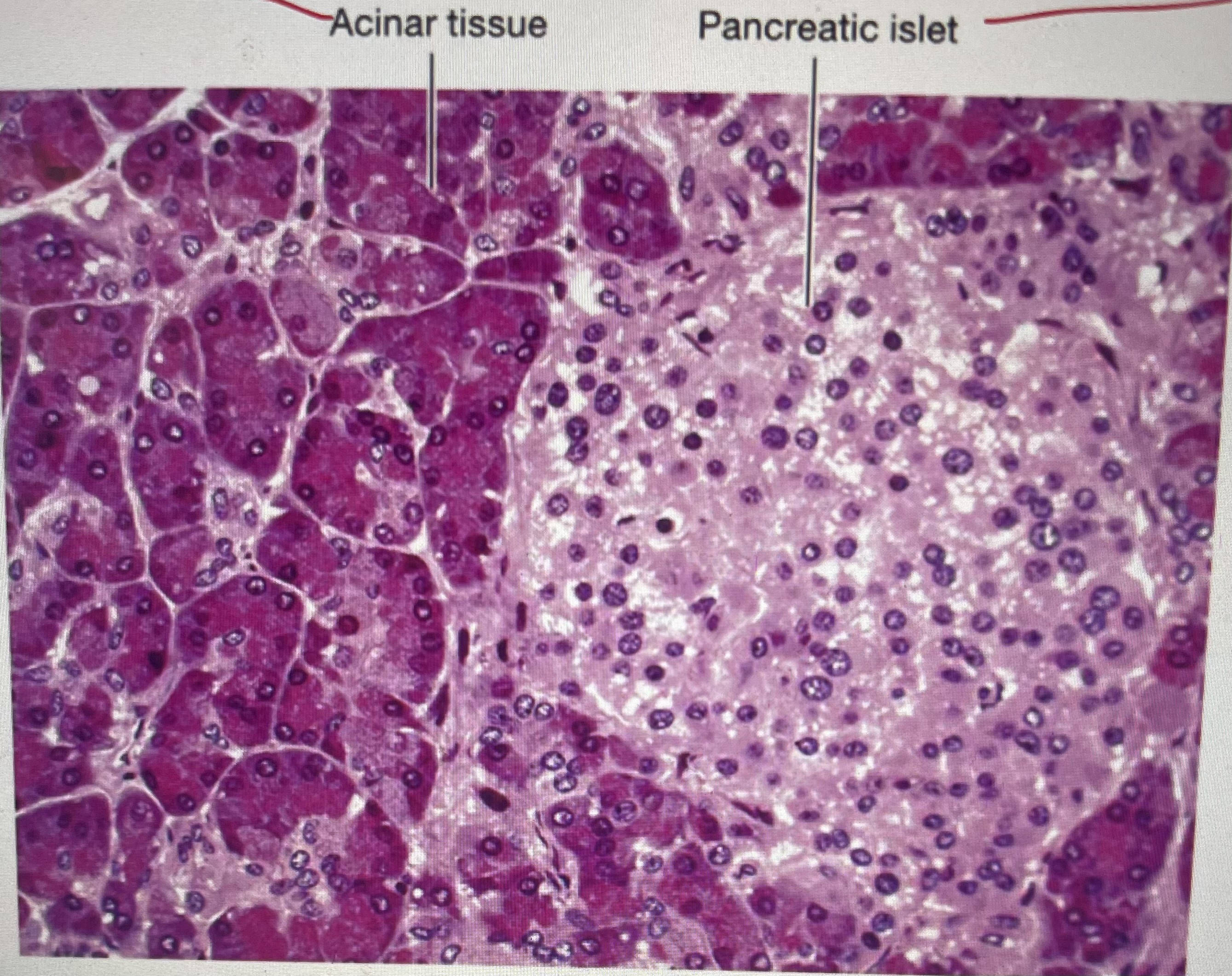 <ul><li><p>pancreatic islet: controls glucose blood level (lighter pink area)</p></li><li><p>acinar tissue: produces pancreatic juice (darker pink)</p></li></ul>