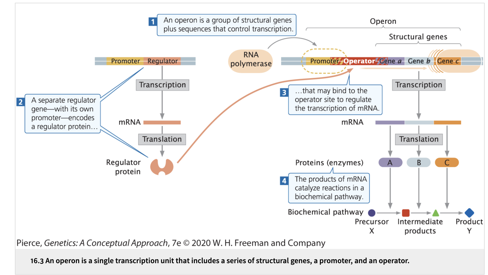 <p><strong>An operon, their promoter and additional sequences that control their transcription.</strong></p>