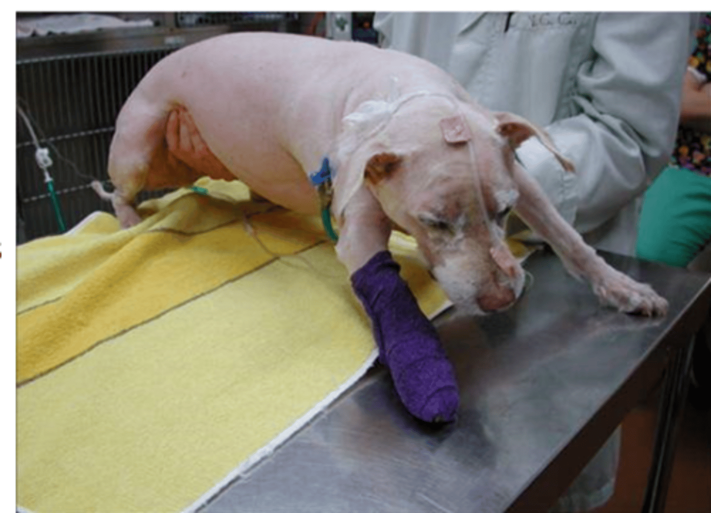 <p>• Usually observed 3-5 days after tick attachment</p><p>Loss of appetite and voice (laryngeal paresis), lethargy;</p><p>Ascending flaccid paralysis: animals become weak in their back legs and ataxic =&gt; wobbliness of the hindquarters rapidly worsens so that in a few hours the dog is unable to stand;</p><p>Paralysis extends to affect the whole animal which becomes completely limp and flaccid;</p><p>There can be drooling, regurgitation, vomiting, coughing;</p><p>• Respiration becomes slow and laboured, with a prolonged expiratory phase;</p><p>Death occurs from respiratory and cardiovascular failure due to combination of neuromuscular paralysis, pulmonary oedema and/or congestion and central respiratory depression;</p><p>• Untreated dogs usually die within 24-48 hours from the onset of the obvious clinical signs;</p>