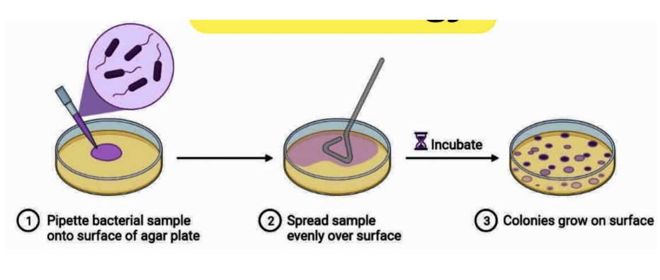 <ol><li><p>Pipette 0.1 mL (100 uL) sample into solidified agar surface of plate</p></li><li><p>Spread sample evenly over surface using L rod and turn table</p></li><li><p>Incubate</p></li><li><p>Colonies grow on surface</p></li></ol><p></p>