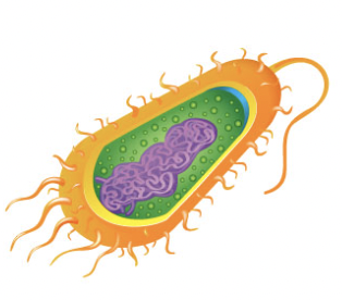 <p>Characteristics of prokaryotes </p>