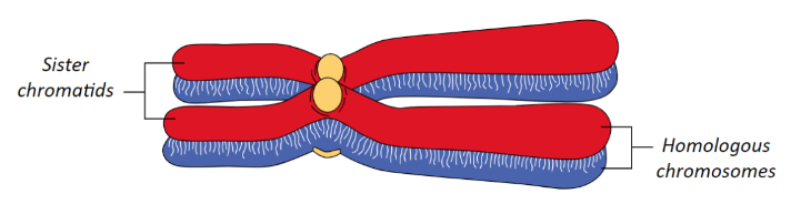 Paired chromosomes during prophase 1 meiosis 1 