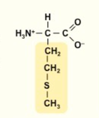 <p>M</p><p>nonpolar</p><p></p>