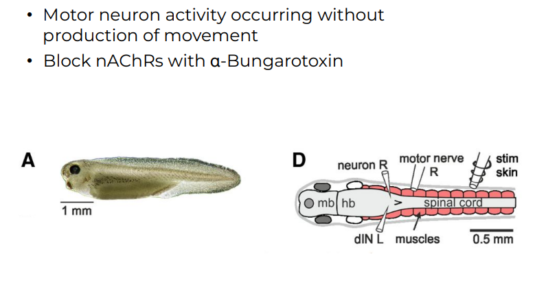 <p>In experiments, scientists can induce swimming-like motor neuron activity in immobilized tadpoles. By blocking actual movement (often by paralyzing the muscles with drugs or toxins like <strong>α-Bungarotoxin</strong>), researchers can observe the motor patterns that would control swimming without the tadpole physically moving.</p><p><strong>Motor Circuit Activity</strong>: In fictive swimming, the <strong>motor neurons</strong> fire in the same rhythmic patterns that would typically drive the tadpole’s swimming motion. However, because α-Bungarotoxin blocks <strong>nicotinic acetylcholine receptors (nAChRs)</strong> on muscle cells, the muscles can’t contract in response to these signals, resulting in no movement.</p>