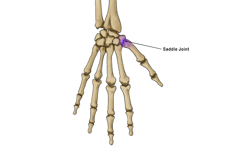 <ul><li><p><span><span>Allow for movement in any direction, but not rotation</span></span></p></li><li><p><span>The joint at the base of your thumb</span></p></li></ul><p></p>