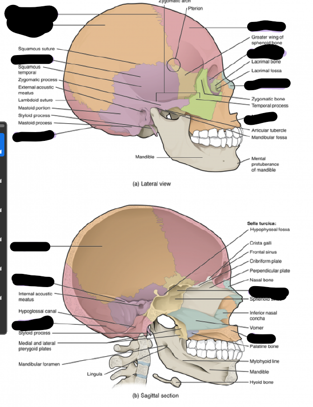 <img src="https://knowt-user-attachments.s3.amazonaws.com/11ed861f-091d-45ae-b2f2-9d60fa35ec18.png" data-width="100%" data-align="center" alt="knowt flashcard image"><p>Fill in the blanks. </p>