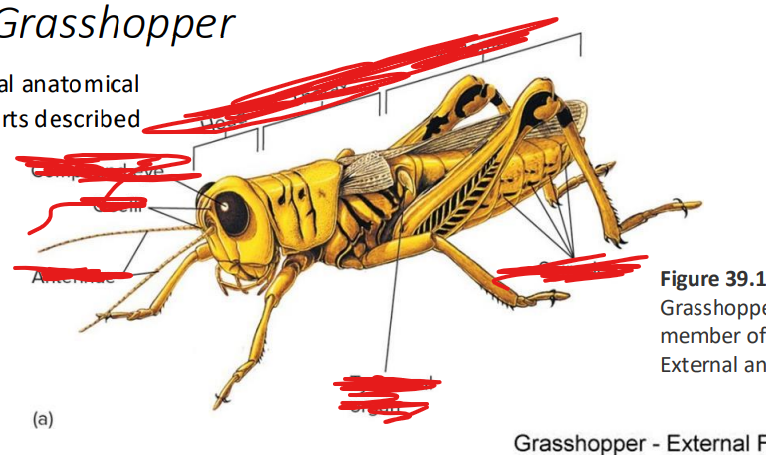 <p>• head</p><p>• antenna</p><p>• compound eye</p><p>• ocellus</p><p>thorax</p><p>• prothorax</p><p>• mesothorax</p><p>• metathorax</p><p>• abdomen</p><p>• tympanum</p><p>• spiracle</p><p>• ovipositor (in females)</p>