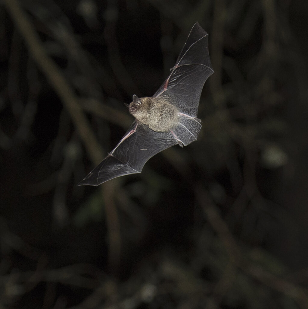 <p><em>Myotis daubentonii</em></p>