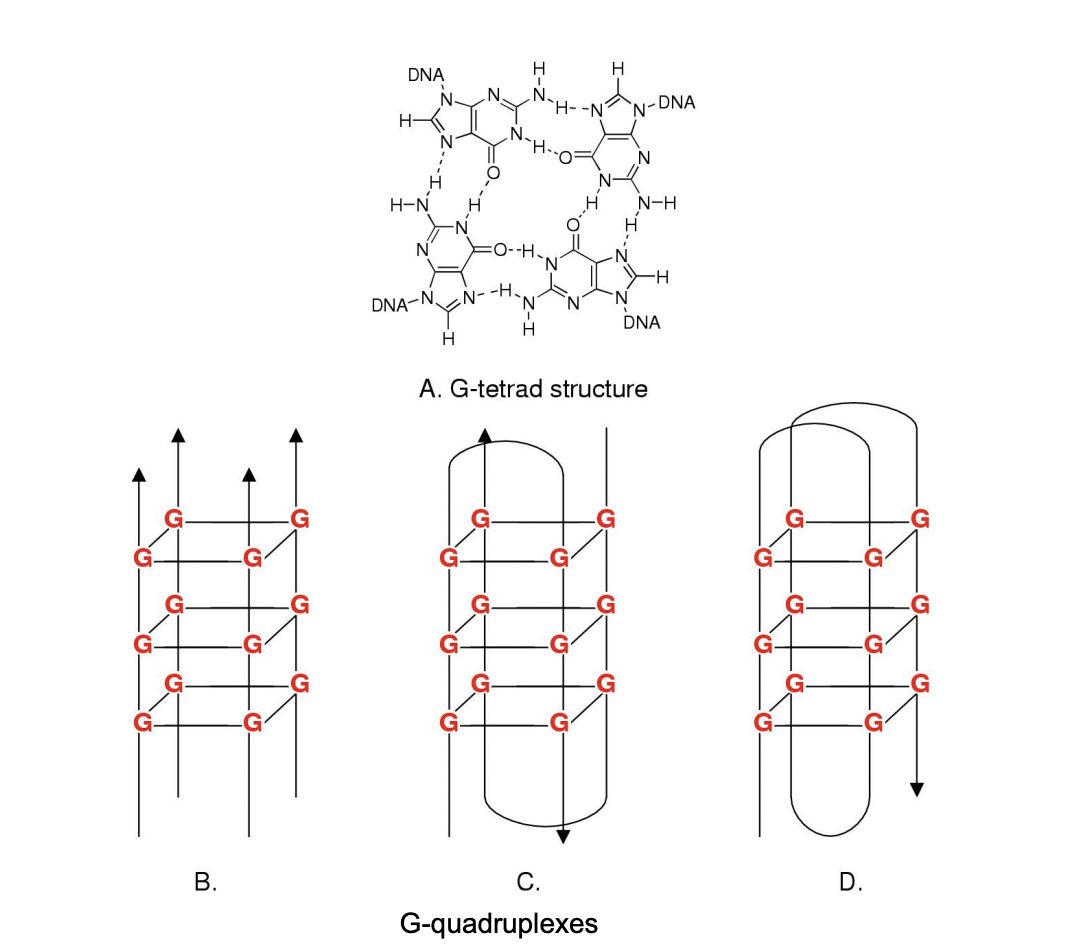 <ul><li><p>secondary strucutures:</p><ul><li><p>stable tetrad strucutre</p></li><li><p>in test tube and in cells</p></li><li><p>form higher order strucutres (see image)</p></li></ul></li><li><p>RESULT: <strong>plastic</strong> DNA modifications</p></li></ul><p></p>
