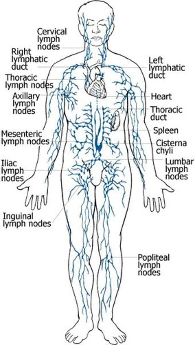<p>Inflammation of lymphatic vessels</p><p>Red appearance (red streaks)</p><p>Sxs (local):</p><p>Pain</p><p>Redness</p><p>Warmth</p><p>Swelling</p><p>Sxs (systemic):</p><p>Fever</p><p>L. node enlargement</p><p>Cx:</p><p>Bac/Fungal infection (streptococcus)</p>