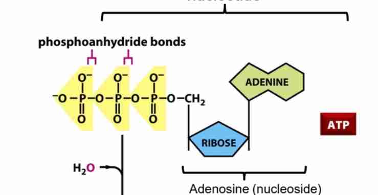 <p>Most widely used activated carrier molecule, hydrolisis makes ADP, which liberates phosphate to use as energy</p>