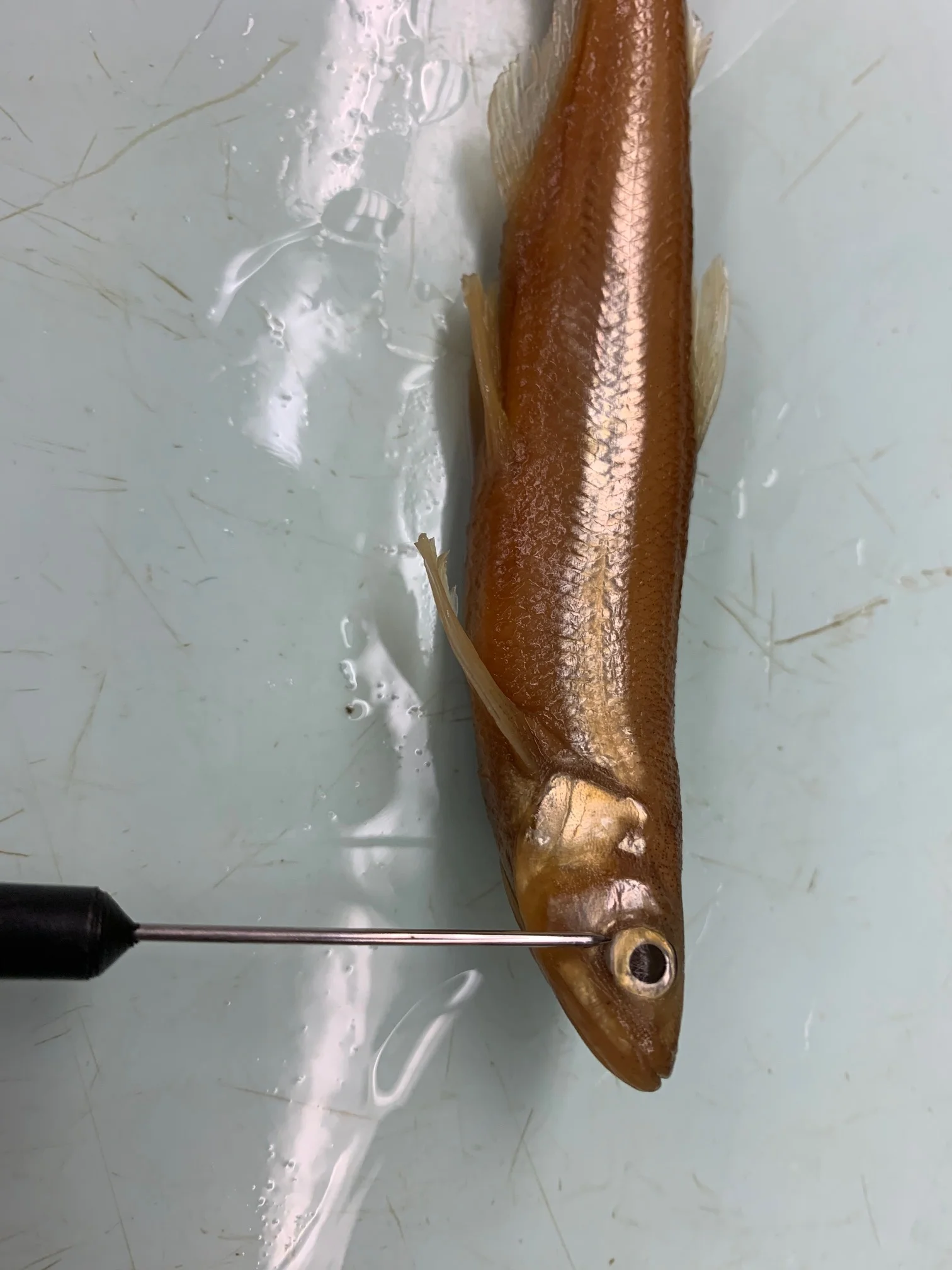 <p>What fish is this?</p>